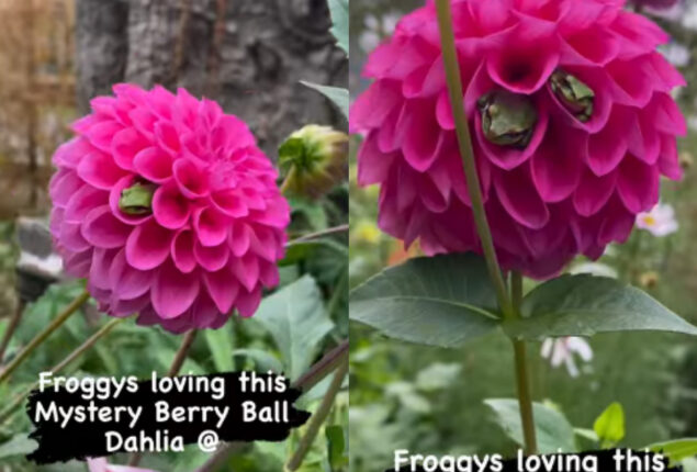 Frogs cocooned in dahlia blossoms have gone viral