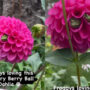 Frogs cocooned in dahlia blossoms have gone viral