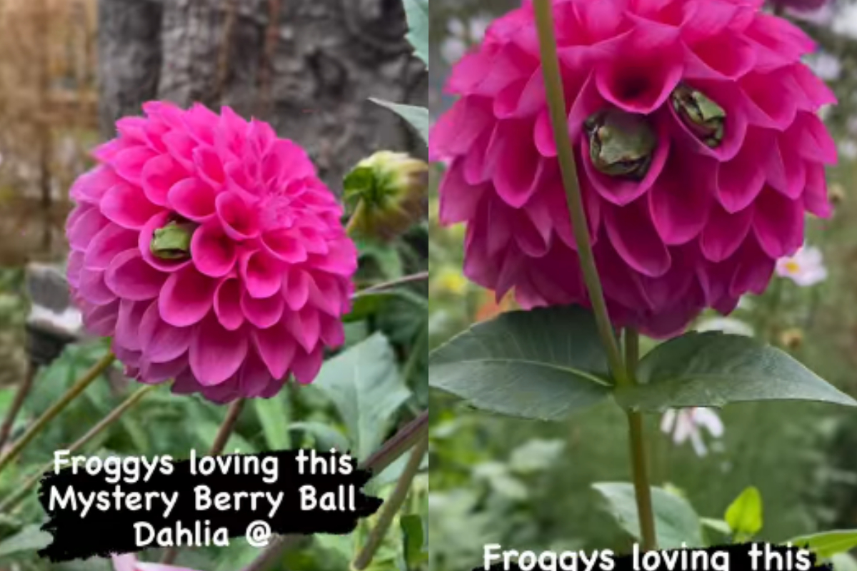 dahlia blossoms