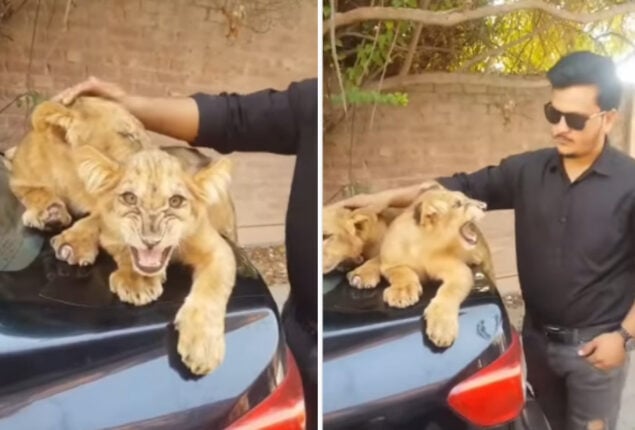 lion cubs