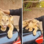 Man tries to be cool by petting lion cubs then this happens