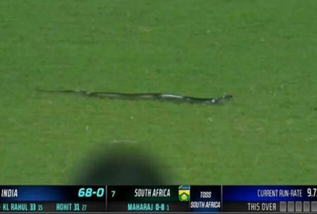 Snake interrupts play during T20I between India and South Africa