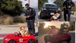 Watch viral: Dog in toy car flees after being fined by cops