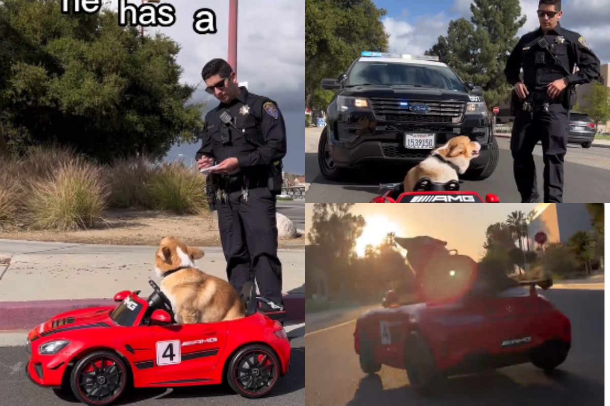Dog in toy car