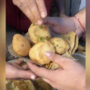 Kolkata’s Chhangani Kachori goes viral