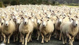 In this optical illusion, find the wolf before the sheep attack!