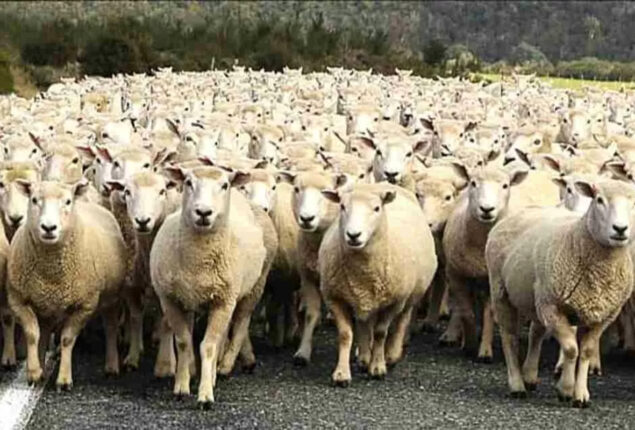 In this optical illusion, find the wolf before the sheep attack!