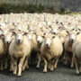 In this optical illusion, find the wolf before the sheep attack!