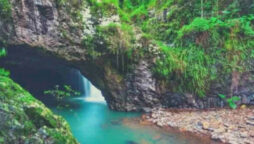 Optical Illusion: Find the ‘Froggie’ in this image