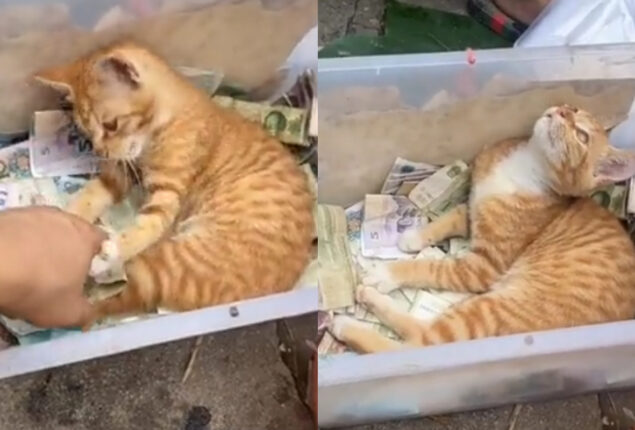 Netizens enjoy this ‘strict’ cashier cat video