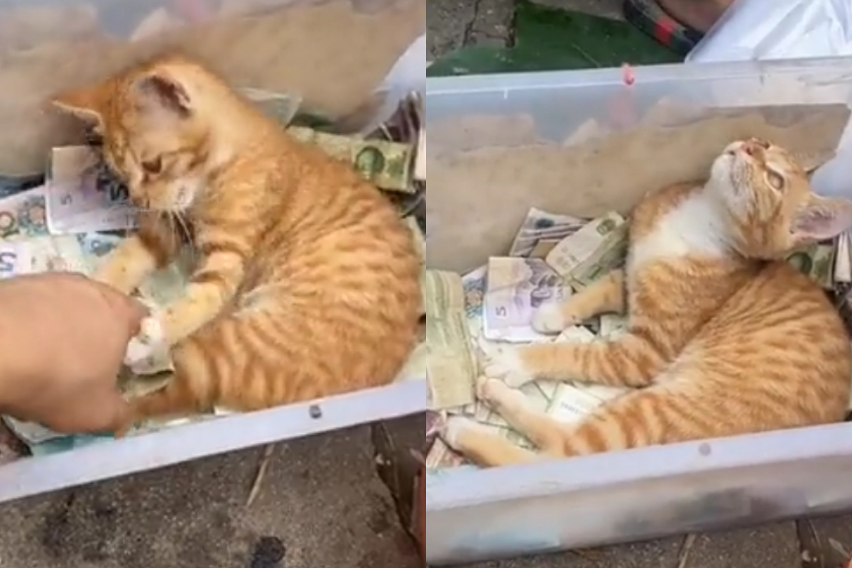 cashier cat video