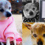  Oldest dog in world dies at age of 22