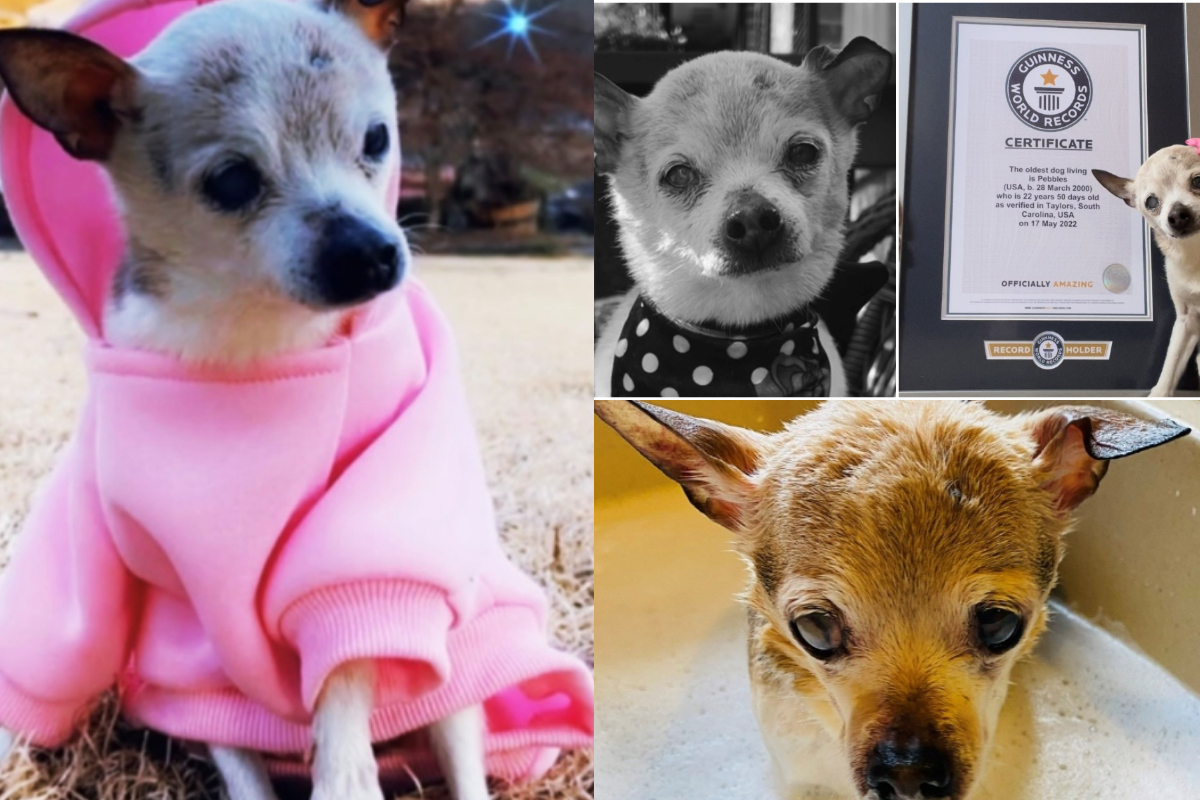  world Oldest dog dies