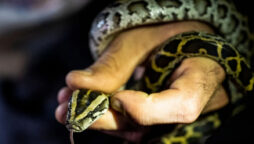Man accused of smuggling pythons in his pant into the U.S