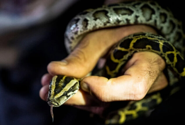 Man accused of smuggling pythons in his pant into the U.S