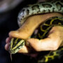 Man accused of smuggling pythons in his pant into the U.S