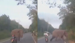 Watch Video: Elephant almost hit by scooter driver