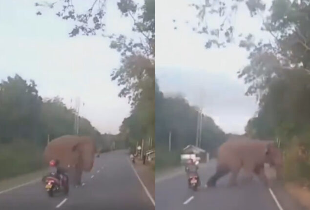 Watch Video: Elephant almost hit by scooter driver