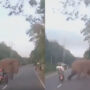 Watch Video: Elephant almost hit by scooter driver