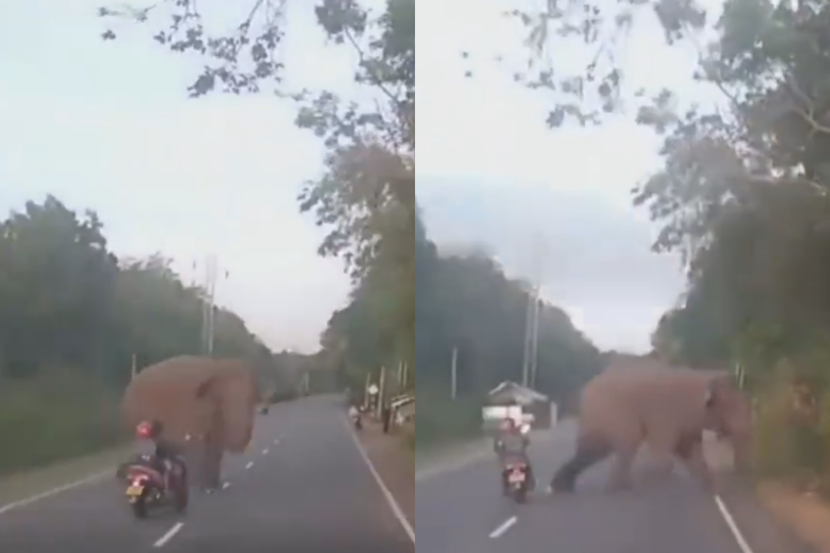 Elephant