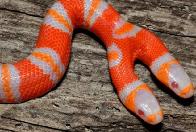 Two-headed albino milk snake from North Carolina
