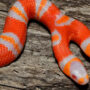 Two-headed albino milk snake from North Carolina