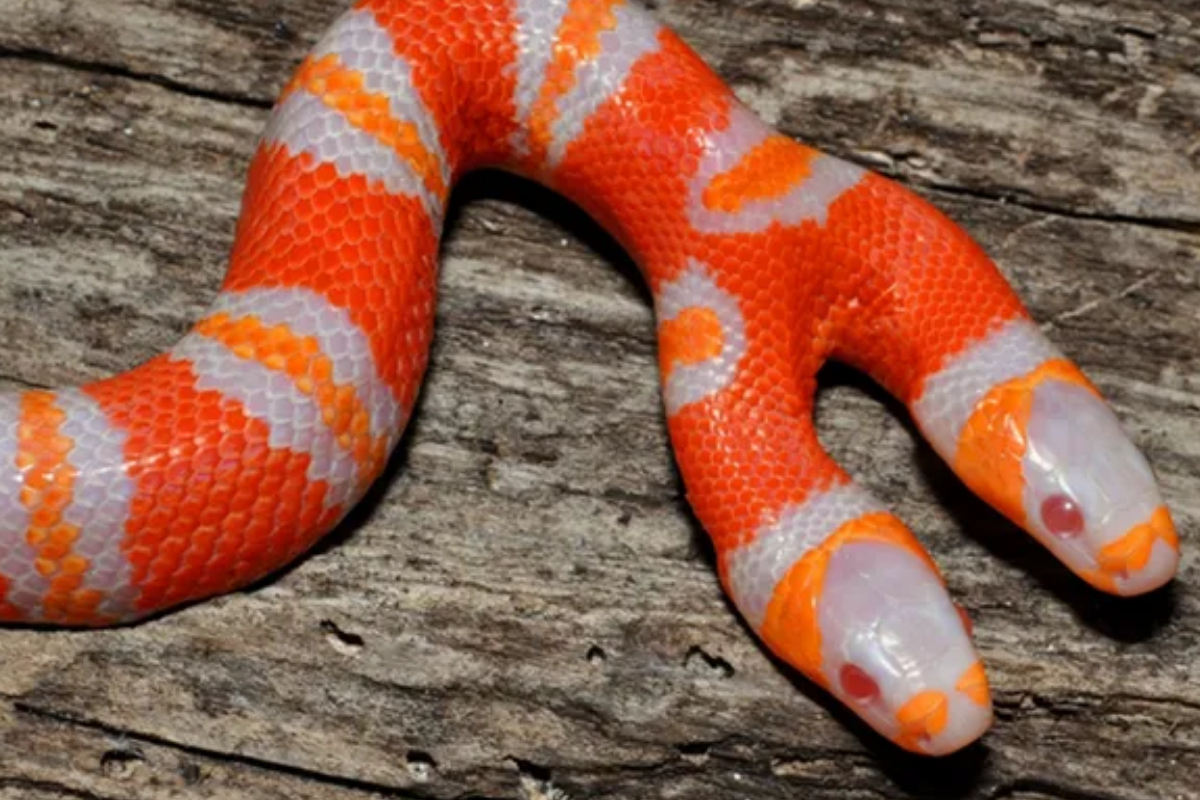 albino milk snake