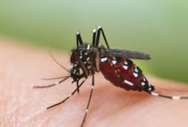 More dengue fever cases surface in Sindh