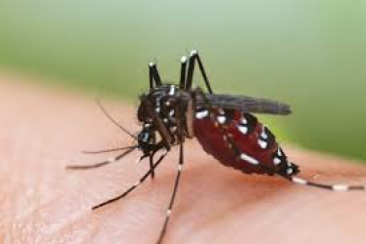 More dengue