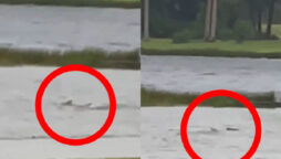 Shark seen swimming in hurricane flooded Florida streets