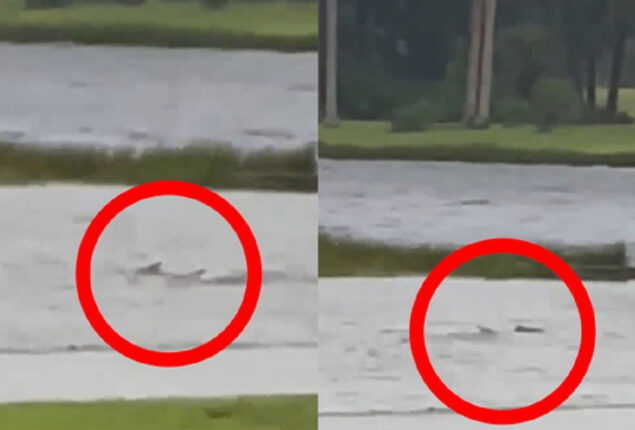 Shark seen swimming in hurricane flooded Florida streets