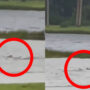 Shark seen swimming in hurricane flooded Florida streets