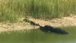 Crocodile battles Python, then sneak-attacks