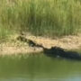 Crocodile battles Python, then sneak-attacks