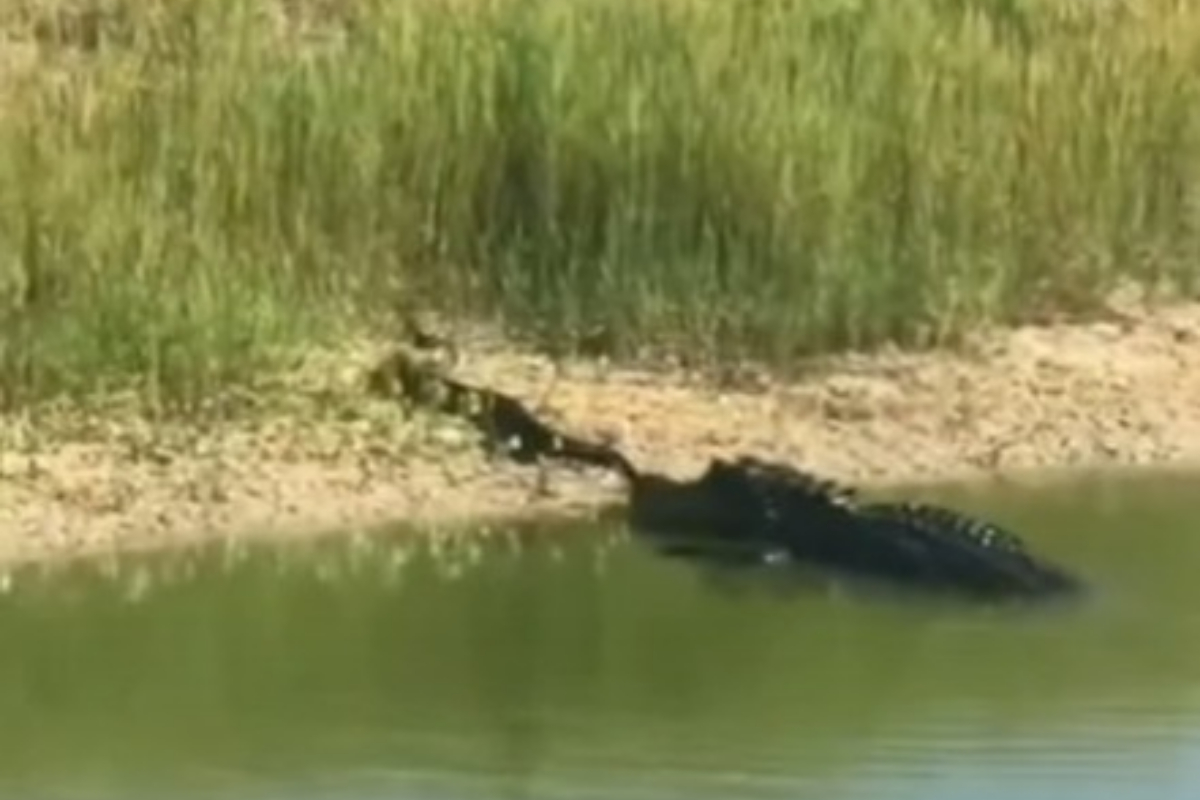 Crocodile and Python