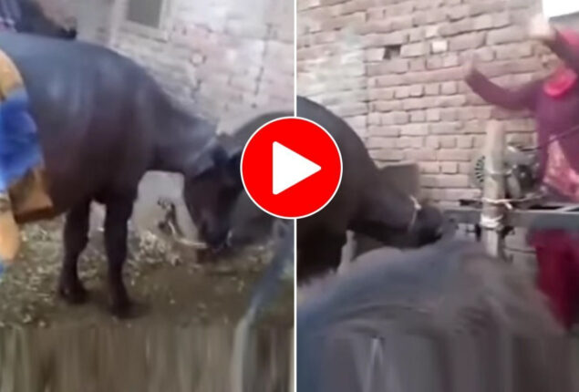 Buffalo begins to dance like woman