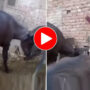 Buffalo begins to dance like woman