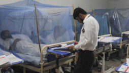 Three more patients die of dengue fever