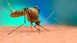 Dengue claims another woman life in Karachi  