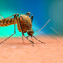 Dengue claims another woman life in Karachi  
