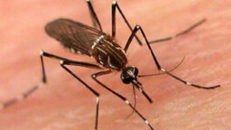 One more die of dengue fever in Karachi   