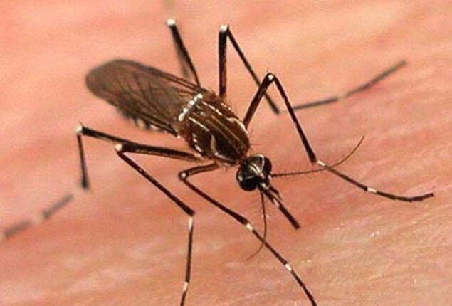 One more die of dengue fever in Karachi   