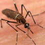 One more die of dengue fever in Karachi   