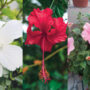 A flower for all seasons