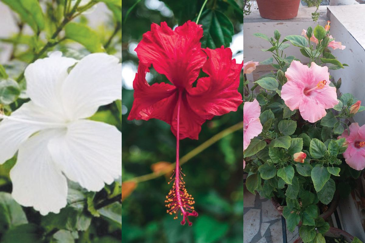 A flower for all seasons