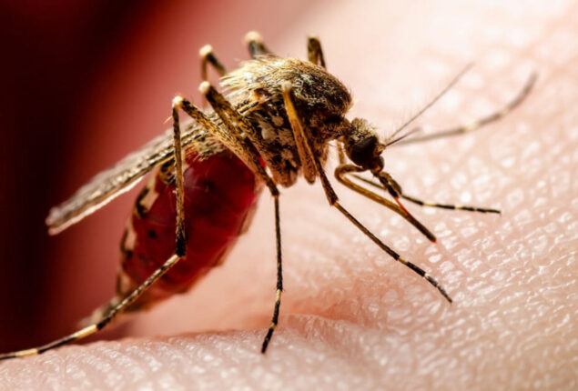 Dengue viral fever takes one more life