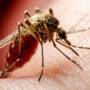 Dengue viral fever takes one more life