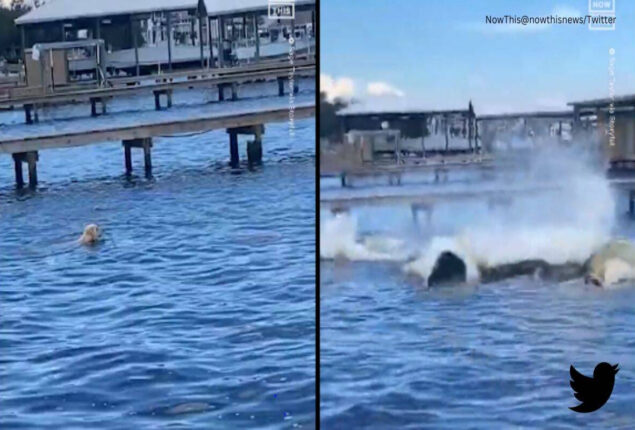 Manatees startle golden retriever: Video