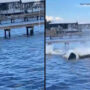 Manatees startle golden retriever: Video