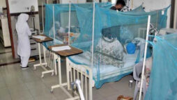 302 new dengue cases emerged in Sindh